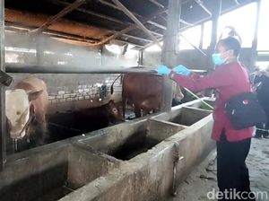 Jelang Idul Adha, Ternak di Lamongan Sudah 2 Kali Disuntik Vaksin PMK Jelang Idul Adha, Ternak di Lamongan Sudah 2 Kali Disuntik Vaksin PMK