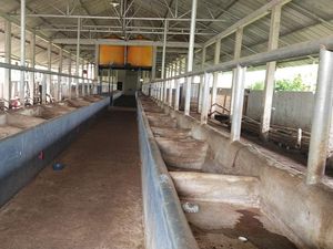 Peternak Sapi Sampang Madura Pilih Kosongkan Kandang Saat Wabah PMK di Jatim Peternak Sapi Sampang Madura Pilih Kosongkan Kandang Saat Wabah PMK di Jatim