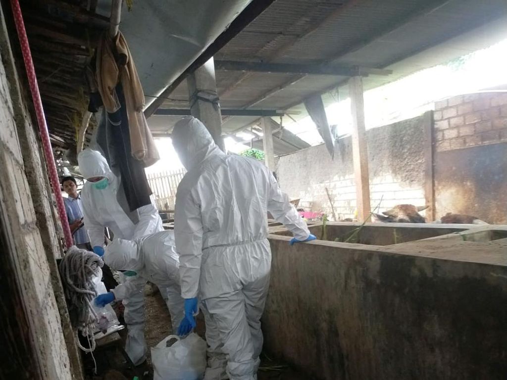 Kasus Penyakit Mulut-Kuku Hewan di Rembang Diduga Tertular Sapi dari Tuban Kasus Penyakit Mulut-Kuku Hewan di Rembang Diduga Tertular Sapi dari Tuban