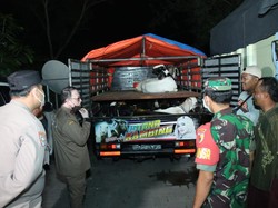 Polisi Gagalkan Puluhan Hewan Ternak Masuk ke Bangkalan Melalui Jalan Tikus