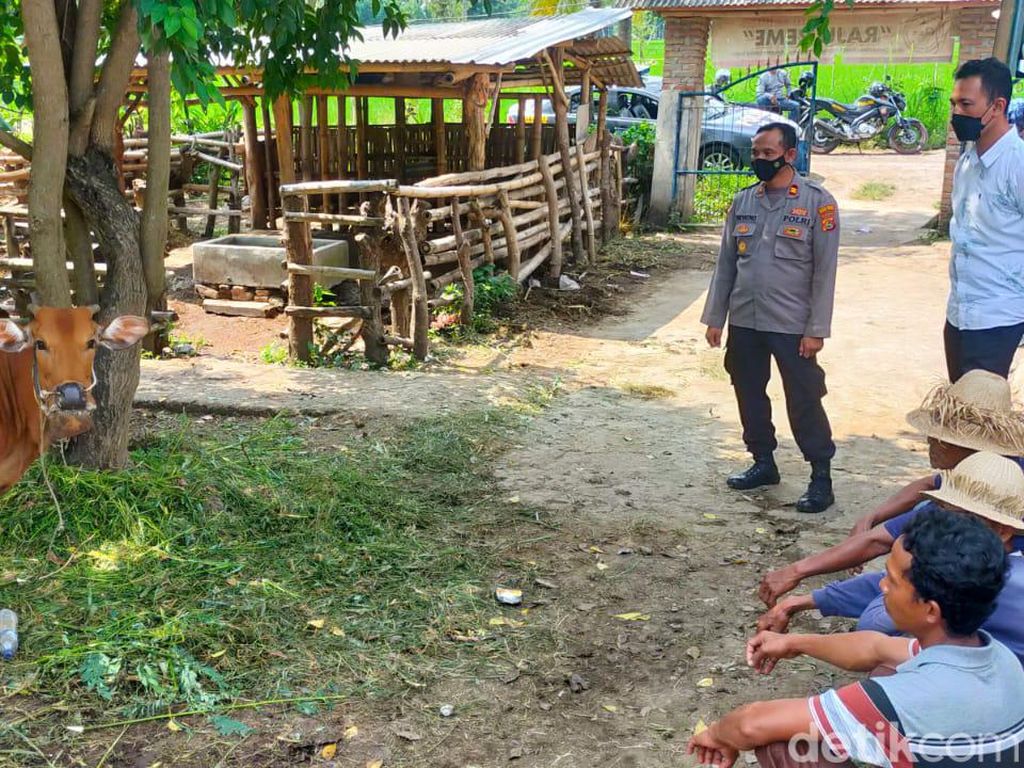 Hewan Ternak Terjangkit PMK di Lombok Tengah Diminta Dikarantina