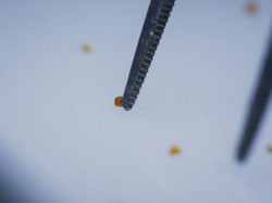 Heboh Penemuan Sisa Asteroid yang Musnahkan Dinosaurus