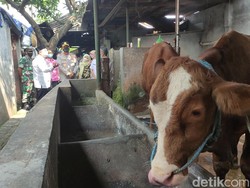 Kabar Baik, Sapi yang Terjangkit PMK di Sidoarjo Sembuh