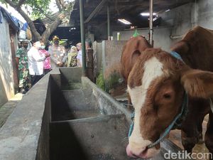 Kabar Baik, Sapi yang Terjangkit PMK di Sidoarjo Sembuh Kabar Baik, Sapi yang Terjangkit PMK di Sidoarjo Sembuh
