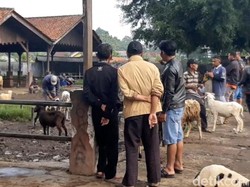 Bandel! Pedagang Pasar Hewan Singaparna Cueki Larangan Berjualan
