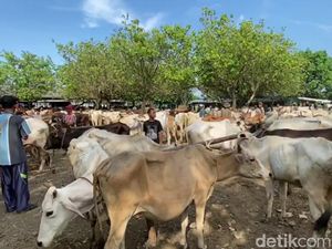 6 Sapi Suspek Penyakit Mulut-Kuku Ditemukan Saat Sidak Pasar di Brebes