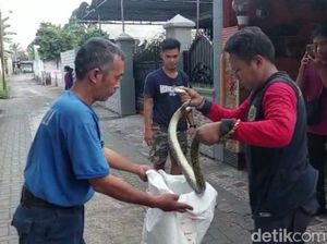 Ngeri! Ular Sanca Kelaparan Nyasar ke Rumah Warga Probolinggo Ngeri! Ular Sanca Kelaparan Nyasar ke Rumah Warga Probolinggo
