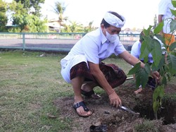 Tumpek Wariga, Suwirta Tanam Pohon Tabebuya-Mangga di GOR Swecapura