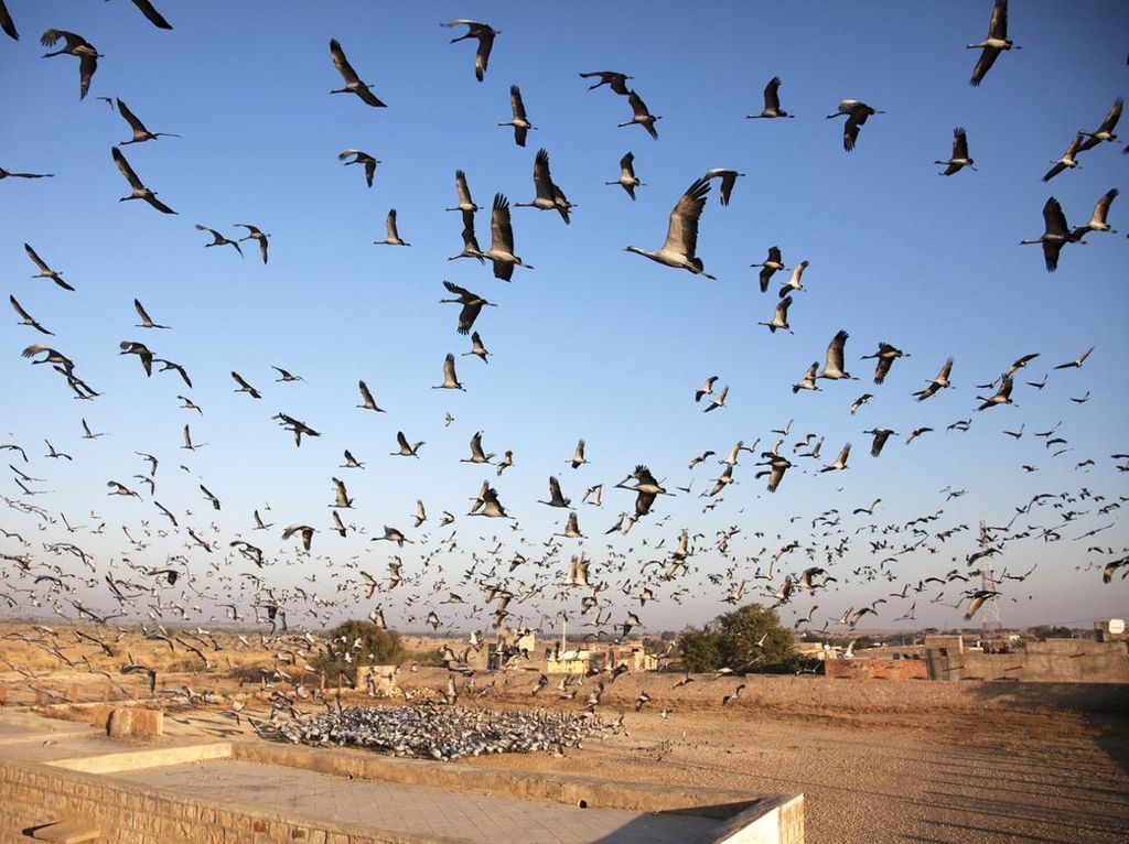 Cuaca Panas Banget, Ribuan Burung di India Berjatuhan dari Langit