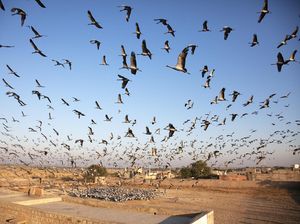Cuaca Panas Banget, Ribuan Burung di India Berjatuhan dari Langit Cuaca Panas Banget, Ribuan Burung di India Berjatuhan dari Langit