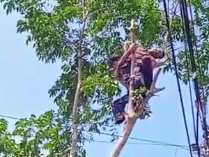 Warga Bondowoso Tewas Kesetrum di Atas Pohon