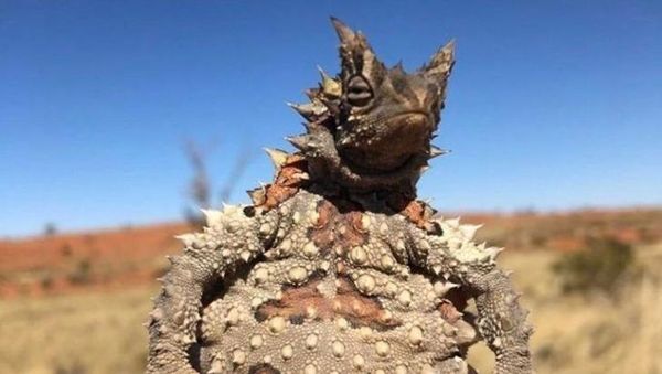 15 Hewan Unik yang Mirip Titisan Alien