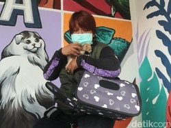 Cinta dan Totalitas Bu Menon sang Penyelamat Kucing di Bandung