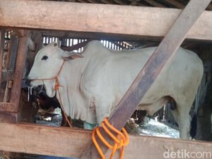 Seekor Sapi di Karanganom Klaten Positif Penyakit Mulut dan Kuku