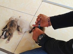 Vaksinasi Massal Rabies di Zona Merah Jembrana Distop, Ada Apa?
