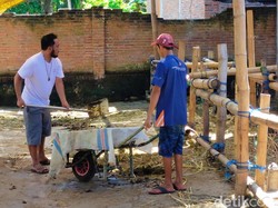 Imbas Wabah PMK, Pengusaha Sapi di Banyuwangi Merugi