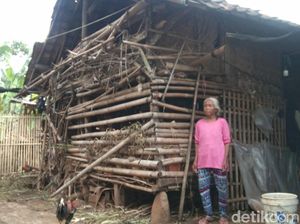 Tolong! Lansia Tinggal di Gubuk Reyot Berdempetan Kandang Kambing Tolong! Lansia Tinggal di Gubuk Reyot Berdempetan Kandang Kambing