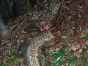 Detik-detik Mencekam Pria di Gowa Diterkam Ular Piton 7 Meter Detik-detik Mencekam Pria di Gowa Diterkam Ular Piton 7 Meter