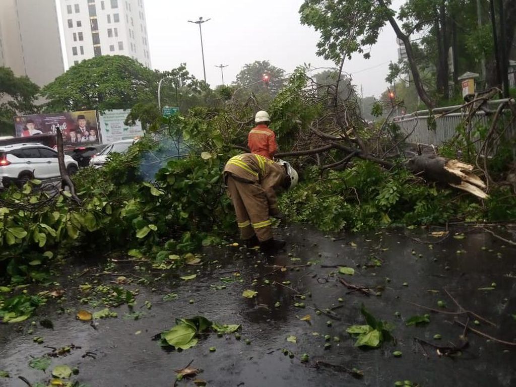 Pohon Tumbang di Jakarta Akibat Hujan Deras Bertambah Jadi 6