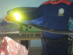 Ular Hitam 2 Meter Masuk Rumah, Warga Parepare Geger