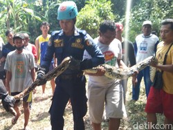 Ngeri, Ular Sanca 5 Meter Ngendon di Pekarangan Rumah Warga Bojonegoro