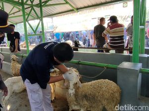 5 Domba Pedagang Ternak Baturetno Bantul Positif Terjangkit PMK