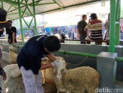 5 Domba Pedagang Ternak Baturetno Bantul Positif Terjangkit PMK