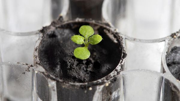Tumbuhan Ini Berhasil Ditanam Pakai Tanah dari Bulan
