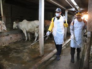 Cegah Wabah PMK, Bupati-Kapolres Kendal Semprot Disinfektan Kandang Sapi