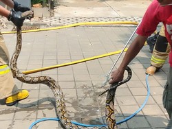 Damkar Evakuasi Ular Sanca 3 Meter dari Rumah Warga di Cipayung Jaktim