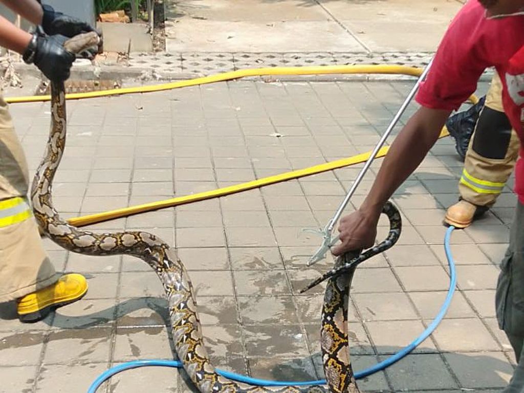 Damkar Evakuasi Ular Sanca 3 Meter dari Rumah Warga di Cipayung Jaktim Damkar Evakuasi Ular Sanca 3 Meter dari Rumah Warga di Cipayung Jaktim