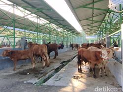 Harga Ternak di Jateng-DIY Merosot Gegara Wabah PMK