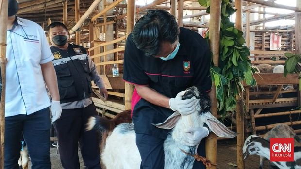 Dinas Ketahanan Pangan dan Pertanian (DKPP) Kota Solo mengadakan pemeriksaan di Pasar Kambing Silir, Solo, Senin (16/5). Pemeriksaan dilakukan menyusul adanya kasus penyakit mulut dan kuku (PMK) di Boyolali beberapa hari yang lalu.