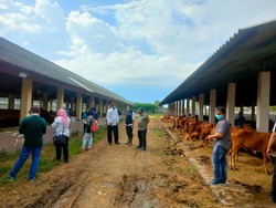 Puluhan Sapi di Bangkalan Suspek PMK Dikarantina, 5 Ekor Disembelih