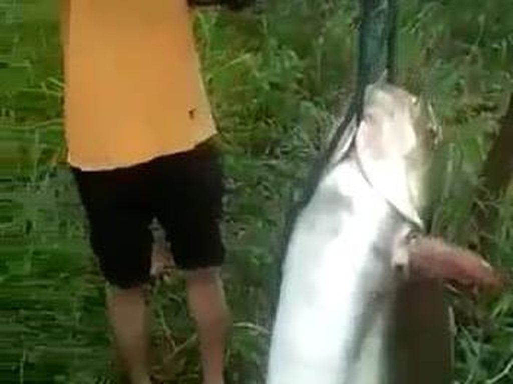 Heboh Pemancing Dapat Ikan Patin Segede Kambing