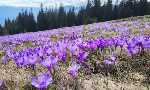 Fakta bunga safron untuk kesehatan