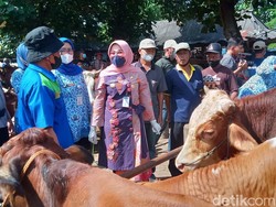 Kasus Sapi Suspek PMK di Klaten Bertambah, Bupati: Tak Pengaruhi Pasar