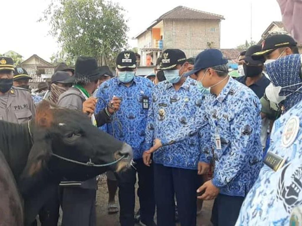 Ternak Terjangkit PMK di Rembang Bertambah Jadi 14 Ekor