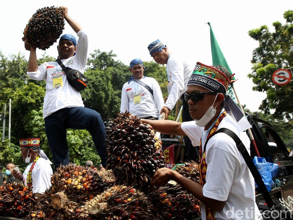 Ini Harapan Besar Petani Sawit Usai Jokowi Cabut Larangan Ekspor