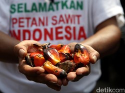 Ekspor Sawit-Minyak Goreng Dibuka Lagi, Petani: Terima Kasih Pak Jokowi!