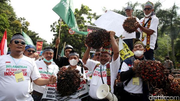 Geruduk Kantor Menko Perekonomian, Petani Ramai-ramai Bawa Buah Sawit