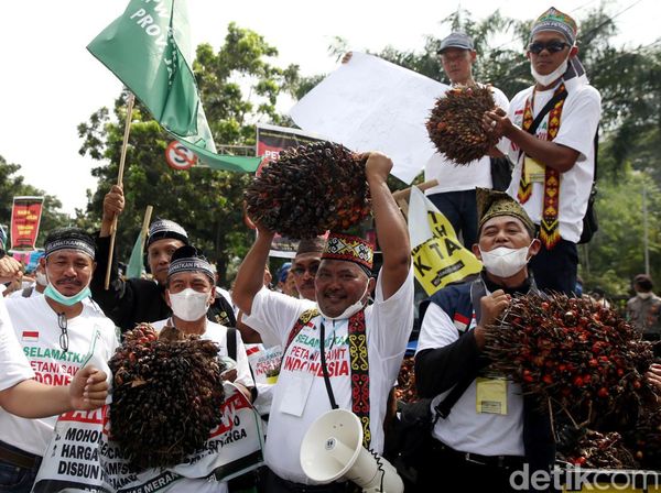 Geruduk Kantor Menko Perekonomian, Petani Ramai-ramai Bawa Buah Sawit