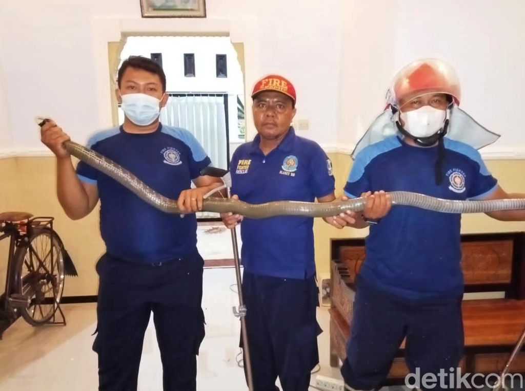 King Kobra di Banyuwangi Nyelonong ke Rumah dan Bikin Panik Penghuninya