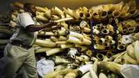 Melihat Koleksi Gading Gajah di Zimbabwe