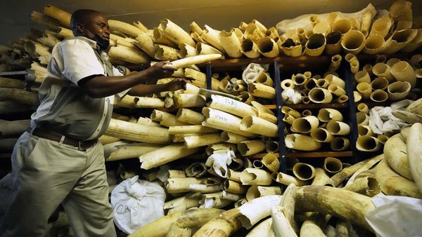 Melihat Koleksi Gading Gajah di Zimbabwe