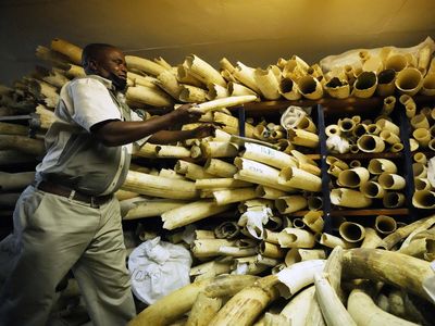 Melihat Koleksi Gading Gajah di Zimbabwe