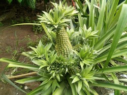 Unik, Nanas di Asahan Memiliki Belasan Mahkota dan Cabang Buah