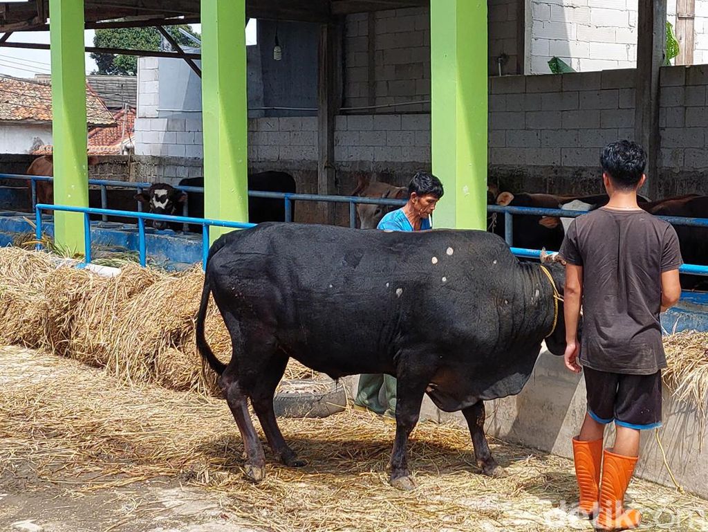 Cegah PMK, Pemkab Bandung Barat Tutup Keran Distribusi Hewan Ternak