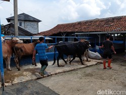 Curhat Pedagang di KBB-Ciamis Sikapi Wabah PMK Sapi
