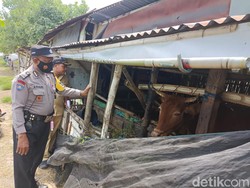 Sebaran Wabah PMK di Lamongan Meluas Hingga ke 11 Kecamatan